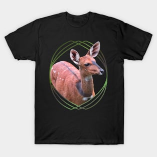 Bushbuck - Antelope in Kenya / Africa T-Shirt